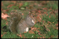 123081 Eastern Gray Squirrel Eating On Ground Winter Coat A4 Photo Print