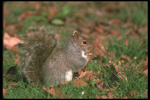 123081 Eastern Gray Squirrel Eating On Ground Winter Coat A4 Photo Print