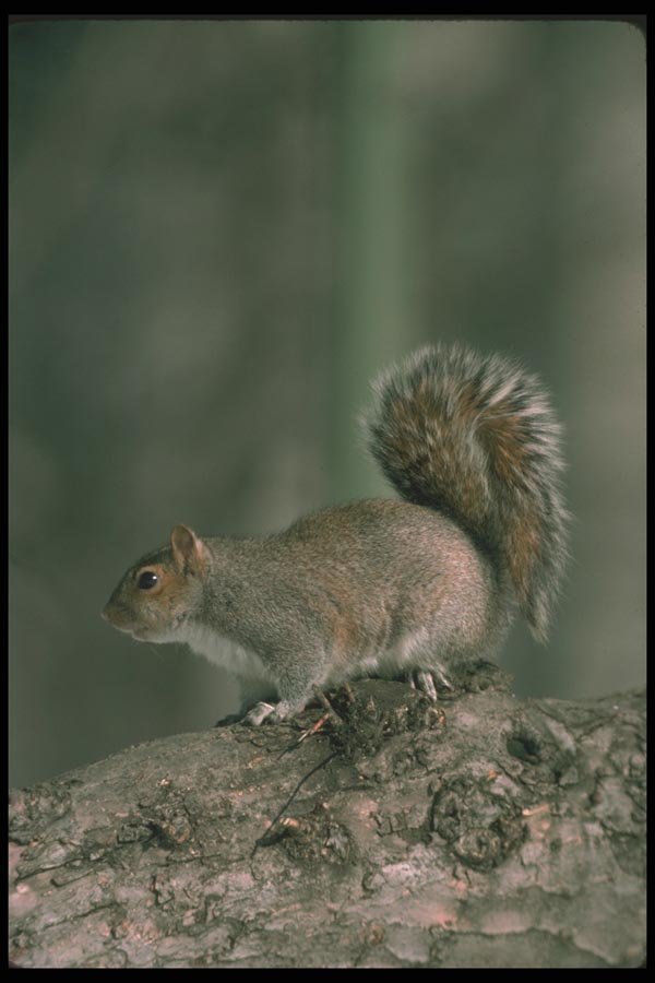 123082 Eastern Gray Squirrel Alertly Perched On Tree Limb A4 Photo Print