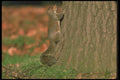 123083 Eastern Gray Squirrel Climbing Tree To Safety A4 Photo Print