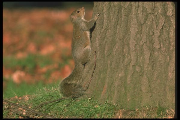 123083 Eastern Gray Squirrel Climbing Tree To Safety A4 Photo Print