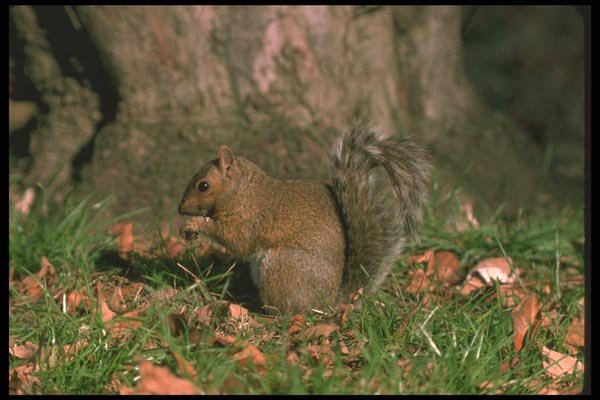 123084 Eastern Gray Squirrel In Summer Pelage Of Gray A4 Photo Print