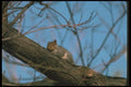 123085 Eastern Gray Squirrel A4 Photo Print