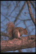 123086 Eastern Gray Squirrel Scratching Itself On Tree Limb A4 Photo Print