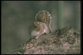 123087 Eastern Gray Squirrel Alert To Danger On Tree Limb A4 Photo Print