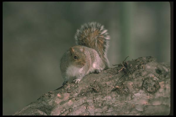 123087 Eastern Gray Squirrel Alert To Danger On Tree Limb A4 Photo Print