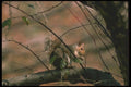 123088 Eastern Gray Squirrel A4 Photo Print