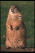 123089 Black Tailed Prairie Dog Standing Erect A4 Photo Print