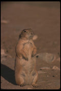123090 Black Tailed Prairie Dog Sentinel Alert And Erect A4 Photo Print