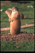 123091 Black Tailed Prairie Dog Standing Erect A4 Photo Print
