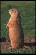 123092 Black Tailed Prairie Dog Standing Erect A4 Photo Print