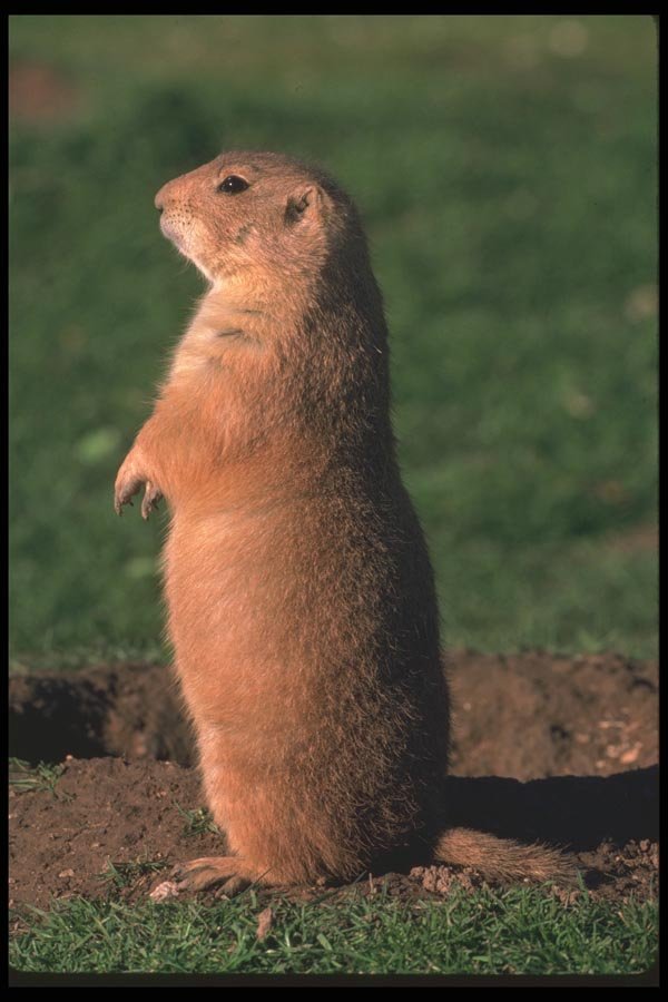123092 Black Tailed Prairie Dog Standing Erect A4 Photo Print