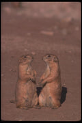 123093 Black Tailed Prairie Dogs A4 Photo Print