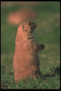 123094 Black Tailed Prairie Dog Standing Erect A4 Photo Print