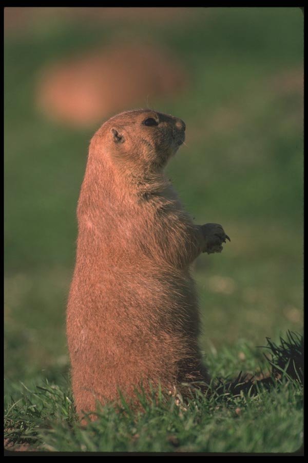 123094 Black Tailed Prairie Dog Standing Erect A4 Photo Print