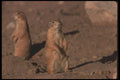 123095 Black Tailed Prairie Dogs A4 Photo Print