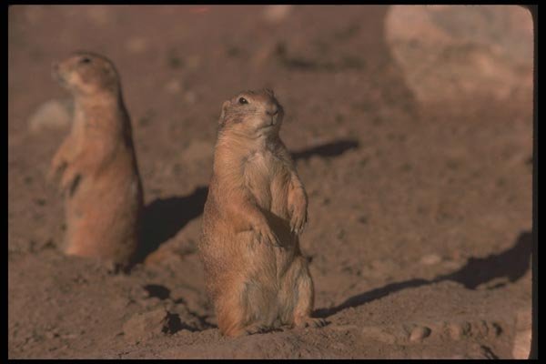 123095 Black Tailed Prairie Dogs A4 Photo Print