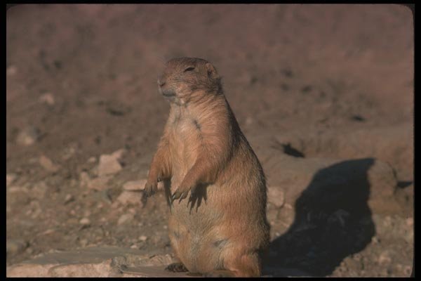 123096 Black Tailed Prairie Dog A4 Photo Print