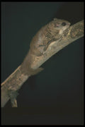 123097 Flying Squirrel A4 Photo Print
