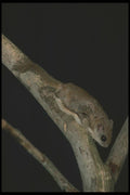 123098 Flying Squirrel A4 Photo Print