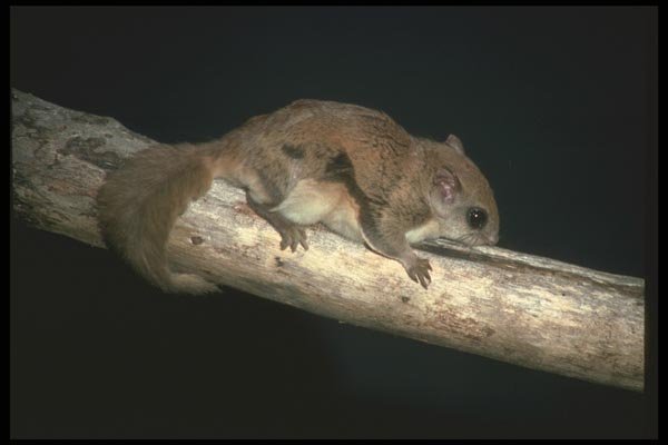 123099 Flying Squirrel A4 Photo Print