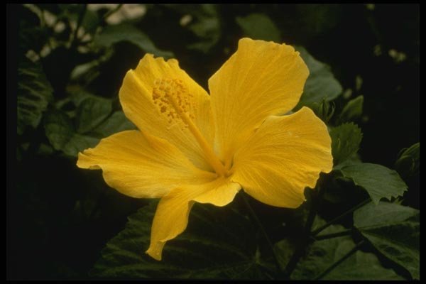 124000 Hibiscus Species A4 Photo Print