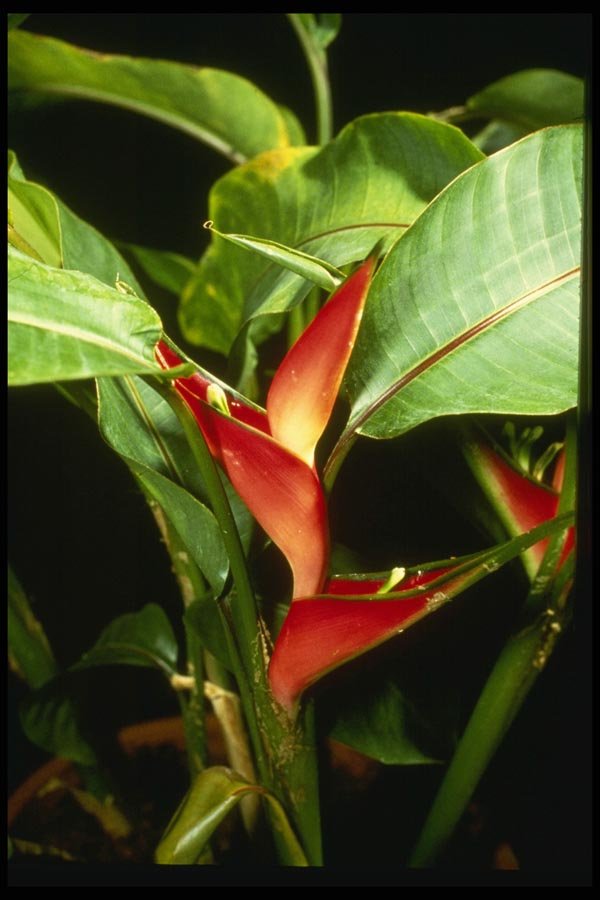 124001 Heliconia Psittacorum A4 Photo Print