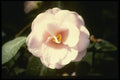 124002 Camelia Japonica 'Fleur De Pecher' (Japanese Camellia) A4 Photo Print