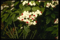 124003 Clerodendron Thompsonae Variegatum (Glory Bower) A4 Photo Print