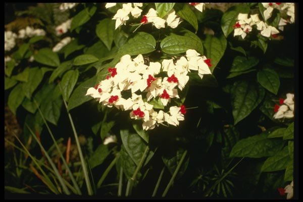 124003 Clerodendron Thompsonae Variegatum (Glory Bower) A4 Photo Print