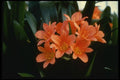 124004 Clivia Species Kafir Lily A4 Photo Print