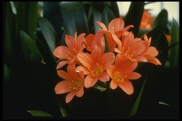 124004 Clivia Species Kafir Lily A4 Photo Print