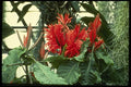 124005 Aphelandra Tetragona (Zebra Plant) A4 Photo Print