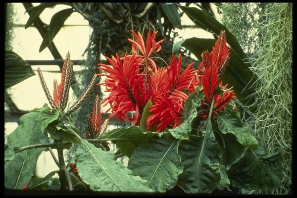 124005 Aphelandra Tetragona (Zebra Plant) A4 Photo Print