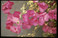 124006 Bougainvillea 'Raspberry Ice' (Paper Flower) A4 Photo Print