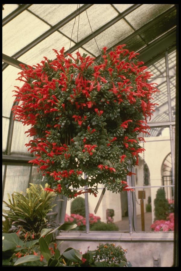 124007 Columnea Mortinii Goldfish Plant A4 Photo Print