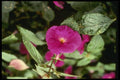 124008 Achimenes 'Paul Arnold' (Magic Flower) A4 Photo Print