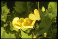124009 Abutilon Species Flowering Maple A4 Photo Print