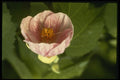 124010 Abutilon Species Flowering Maple A4 Photo Print