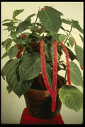 124011 Acalypha Hispida Chenille Plant A4 Photo Print