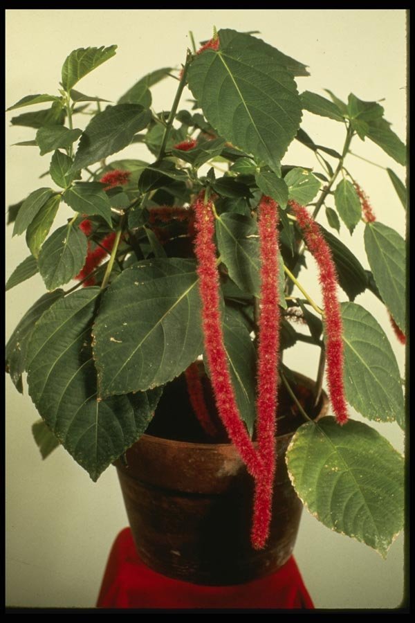 124011 Acalypha Hispida Chenille Plant A4 Photo Print