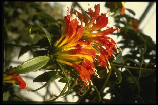 124012 Aeschynanthus Speciosus (Lipstick Plant) A4 Photo Print