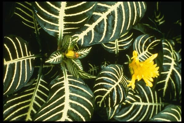 124013 Aphelandra Sqarrosa 'Louisae' (Zebra Plant) A4 Photo Print