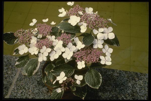 124014 Hydrangea Macrophylla Variegata A4 Photo Print