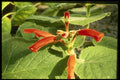 124015 Sinningia Cardinalis (Cardinal Flower) A4 Photo Print
