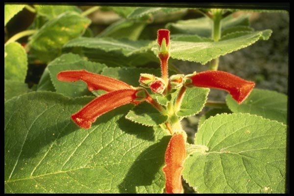 124015 Sinningia Cardinalis (Cardinal Flower) A4 Photo Print
