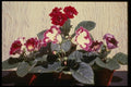 124016 Sinningia Speciosa (Florist Gloxinia) A4 Photo Print
