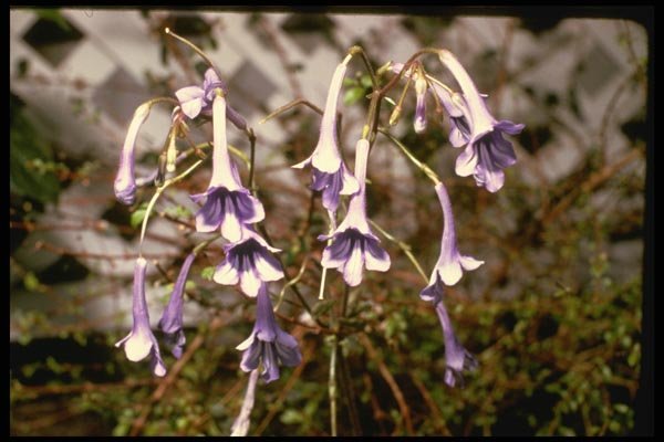 124017 Streptocarpus Cooperi (Cape Primrose) A4 Photo Print