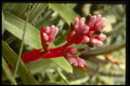 124018 Aechmea Weilbachii V. Leodinensis (Coralberry) A4 Photo Print