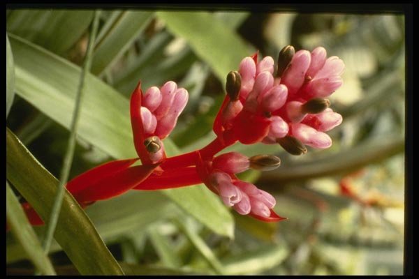 124018 Aechmea Weilbachii V. Leodinensis (Coralberry) A4 Photo Print